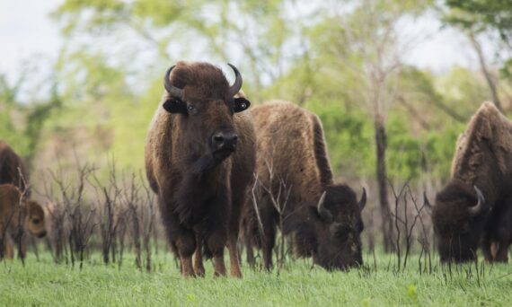 Tallgrass Prarie National Preserve Search Google Maps