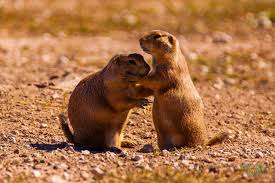 Prairie Dog Town Lubbock