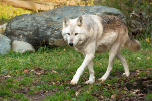 International Wolf Center