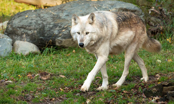 International Wolf Center