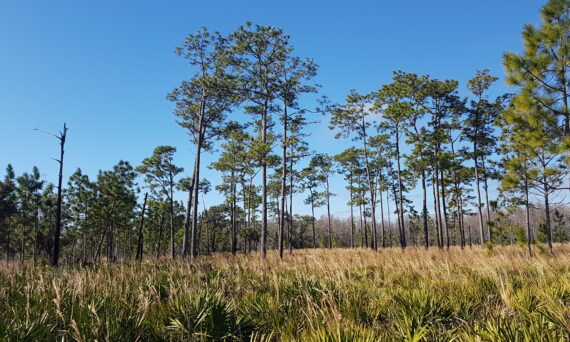 The Disney Wilderness Preserve