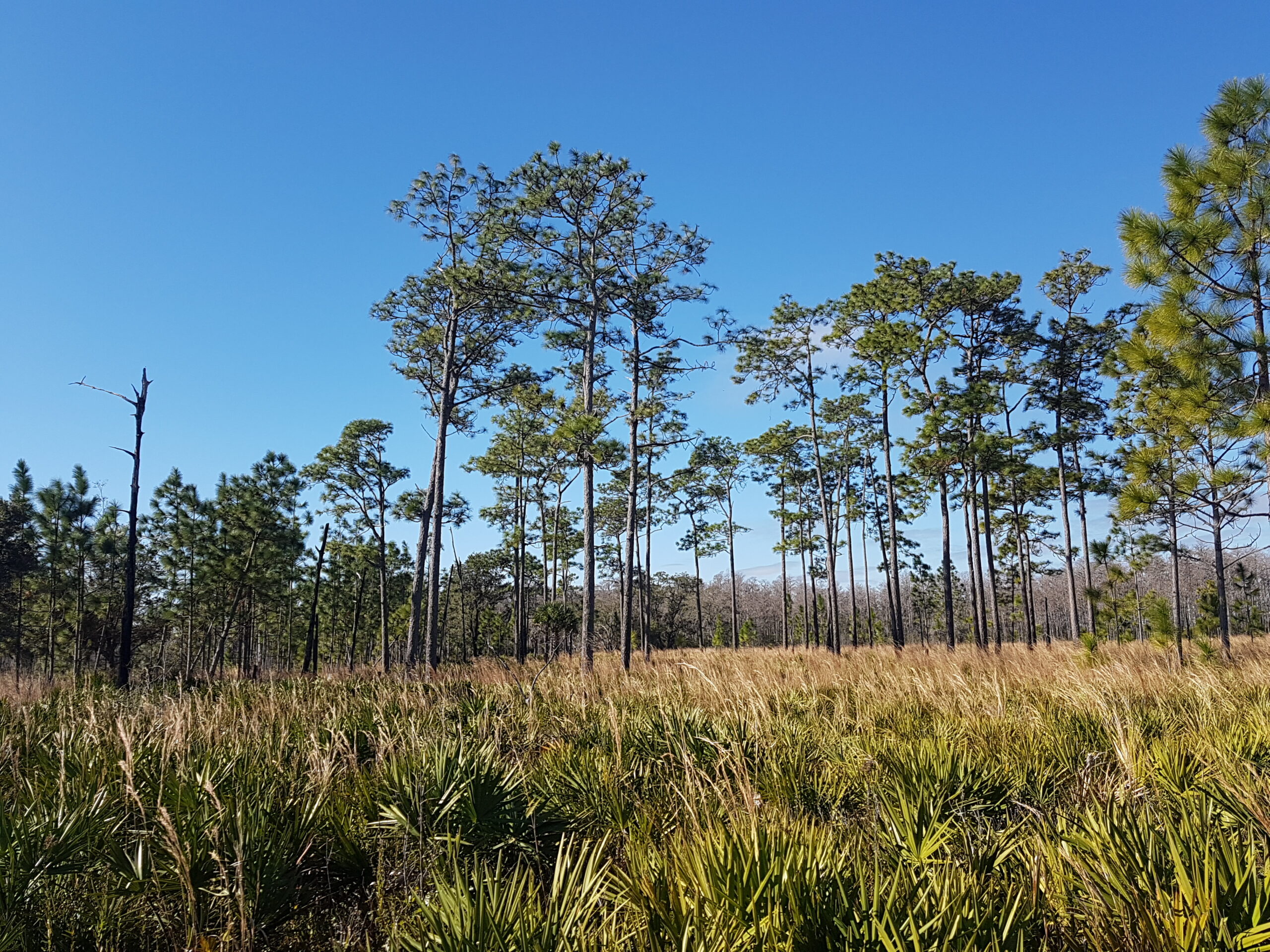 The Disney Wilderness Preserve Roadtrip.DK