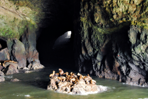 Sea Lion Caves