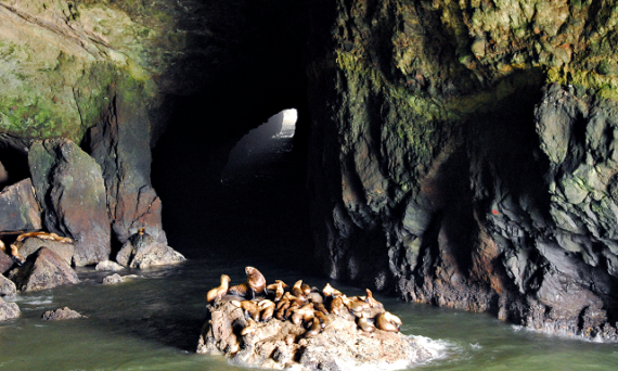Sea Lion Caves