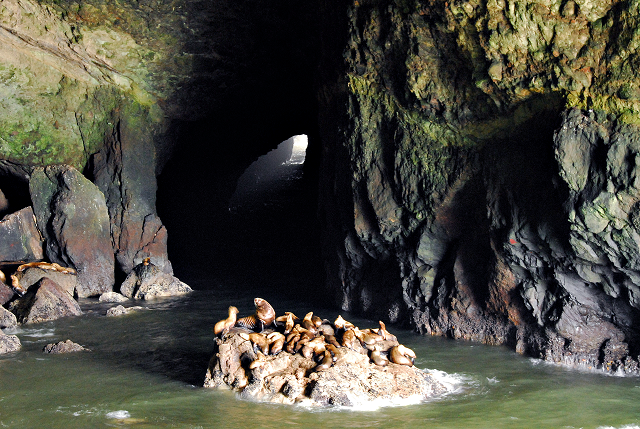 Sea Lion Caves